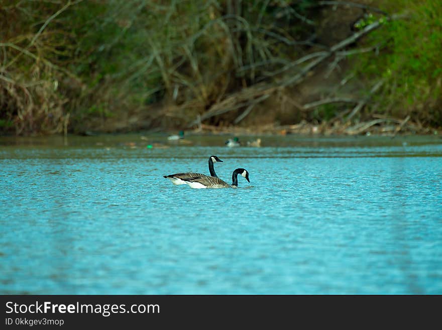 Photography of Two Ducks on Water