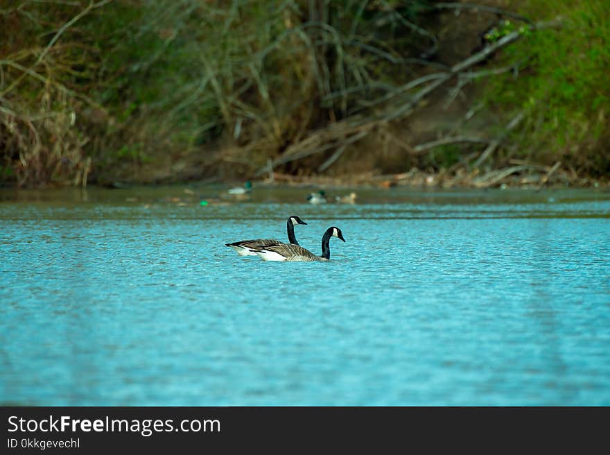 Photography of Two Ducks On Water