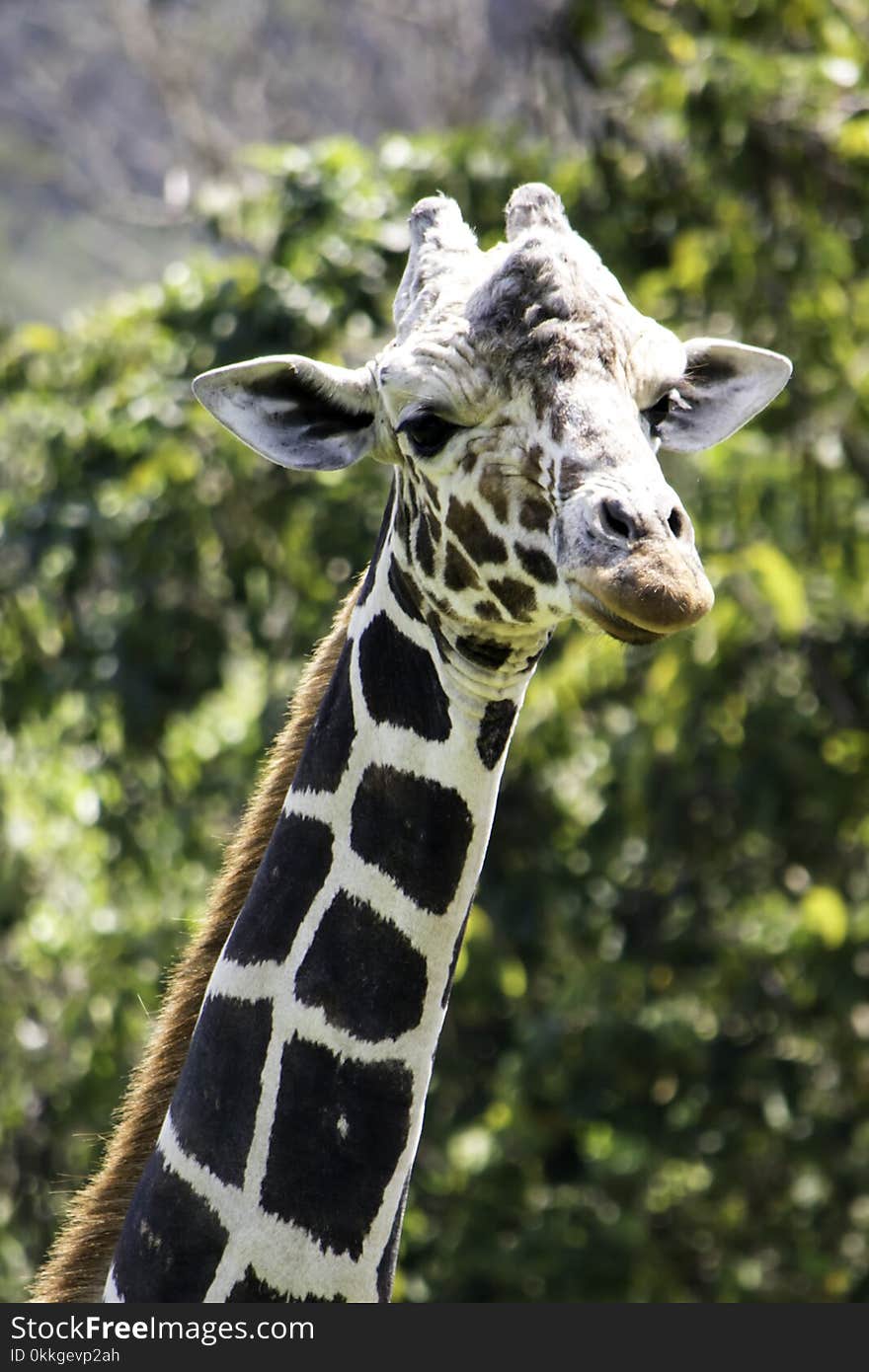 Selective Focus Photography of Giraffe