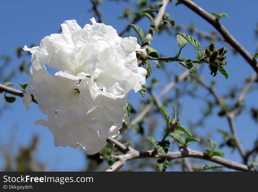 Close-Up Photography of White Flower