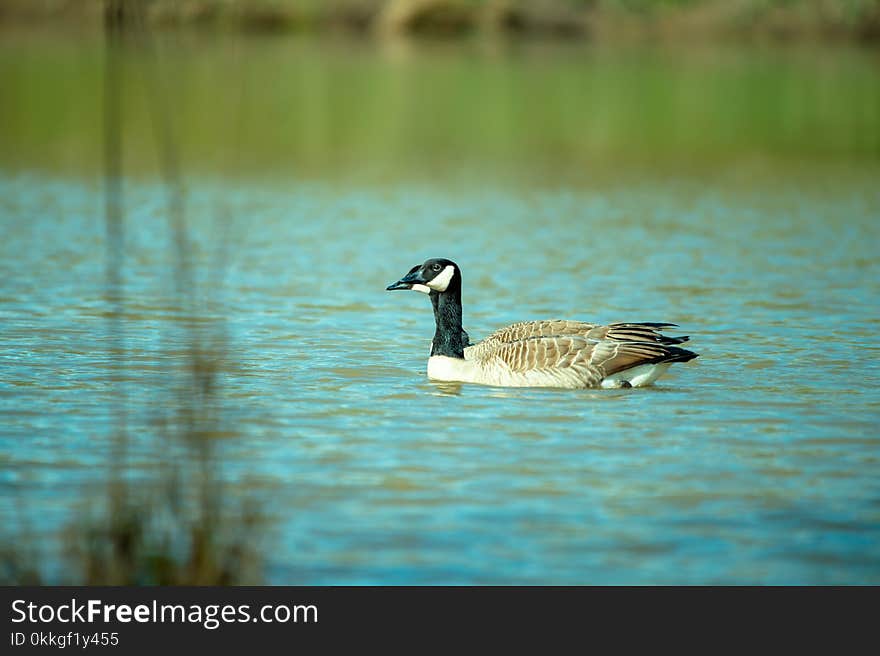 Photography of Goose On Water