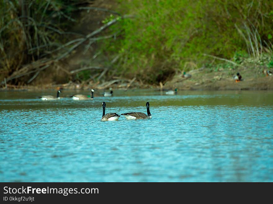 Photography of Ducks On Waterr