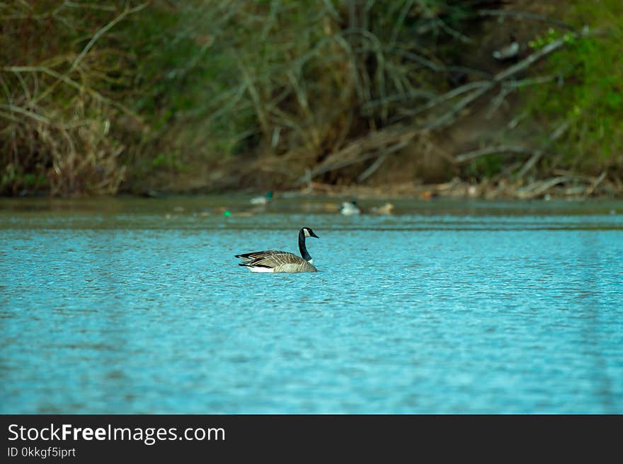 Photography of Duck on Water