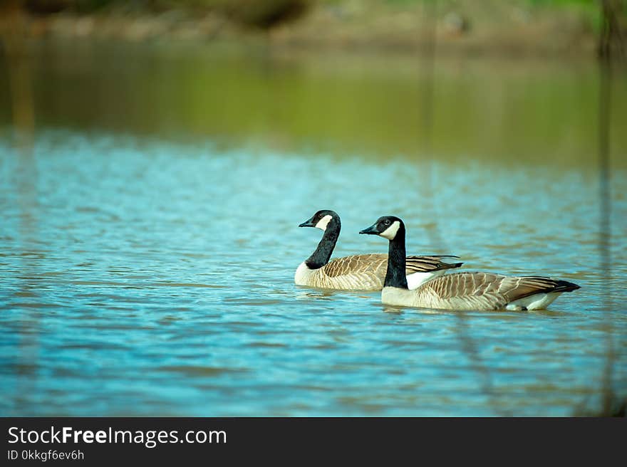 Photography of Two Ducks on Water