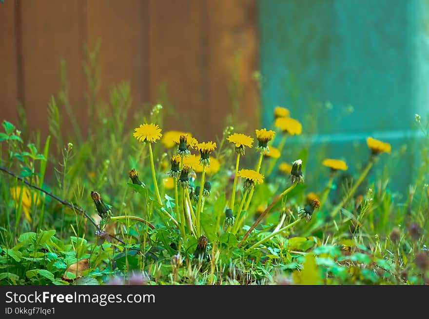 Close-Up Photography of Yellow Flowers