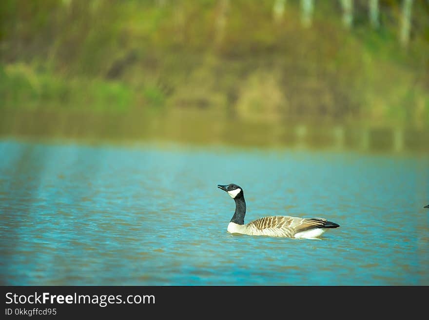 Close-Up Photography of Duck On Water