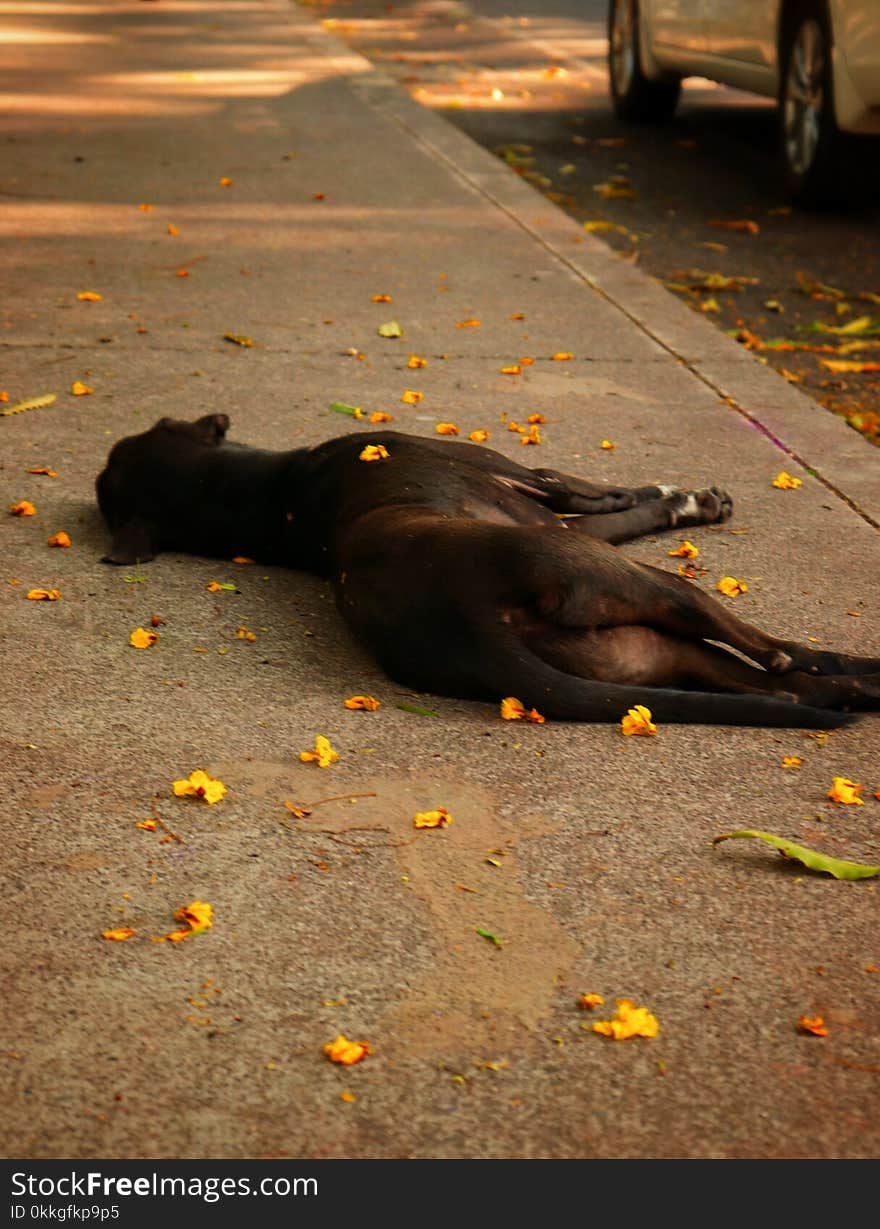 Medium Short-coated Black Dog Lying on Ground