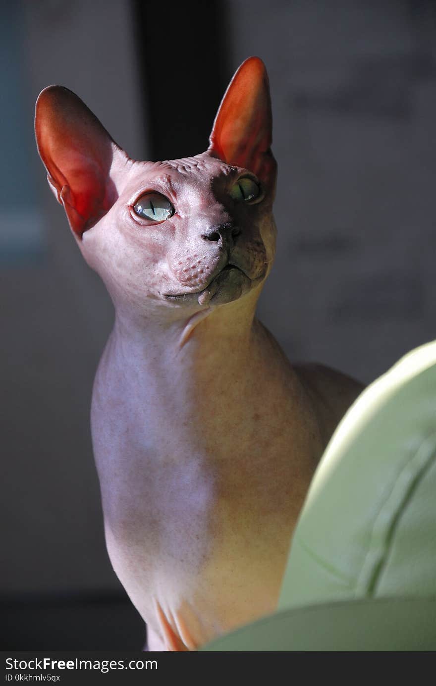 Portrait of a purebred cat of don Sphynx. very photogenic animal. Portrait of a purebred cat of don Sphynx. very photogenic animal