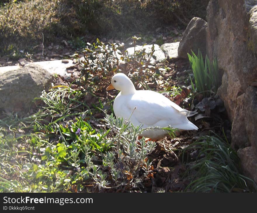 Bird, Water Bird, Ecosystem, Duck