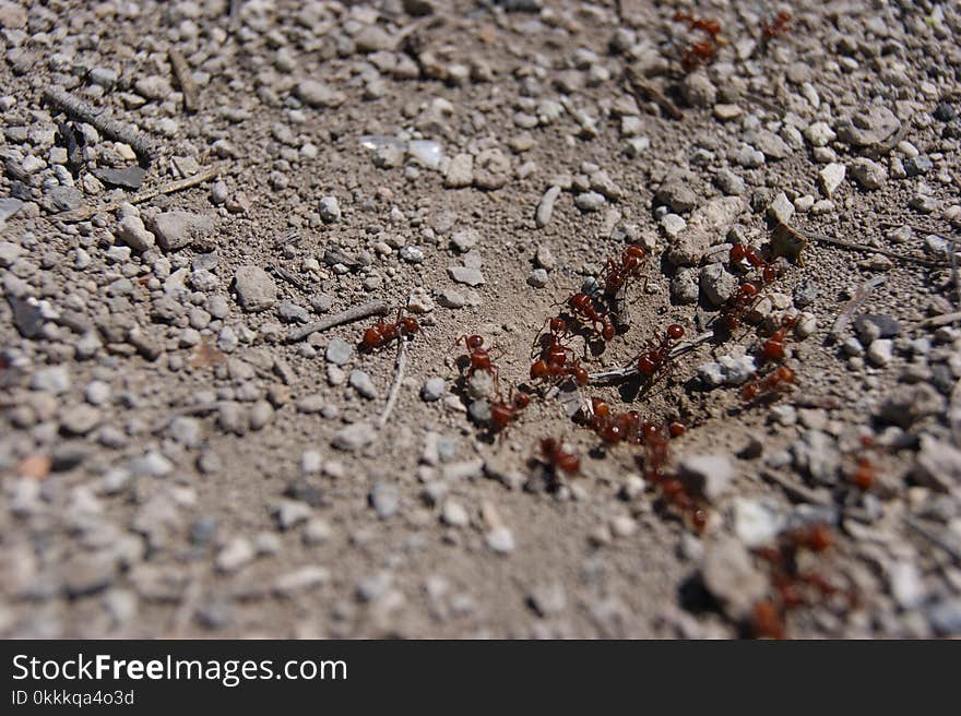 Soil, Membrane Winged Insect, Rock, Insect