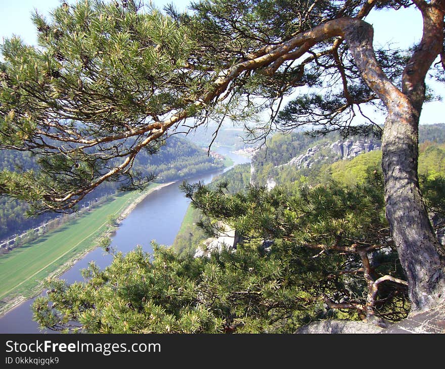 Tree, Vegetation, Ecosystem, Nature Reserve