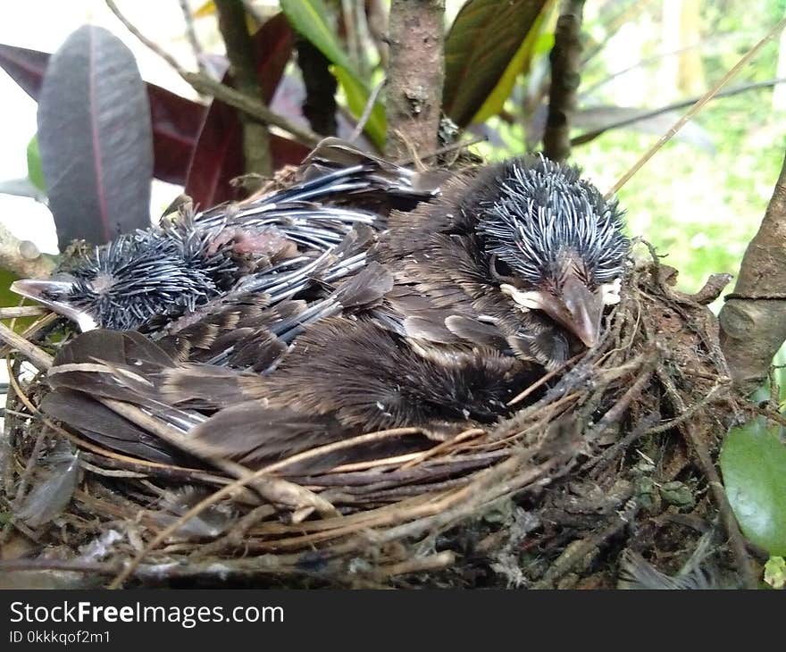 Bird Nest, Bird, Fauna, Beak