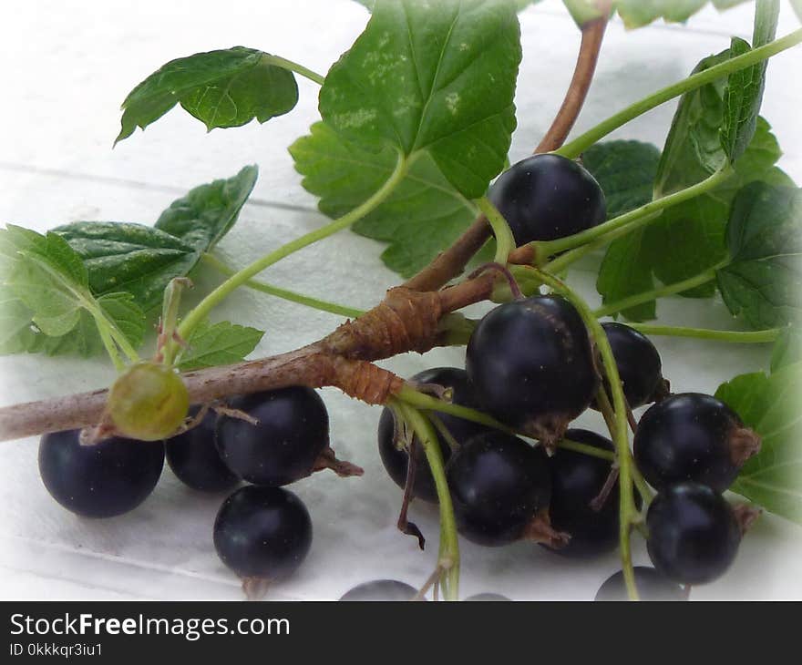 Gooseberry, Berry, Fruit, Plant