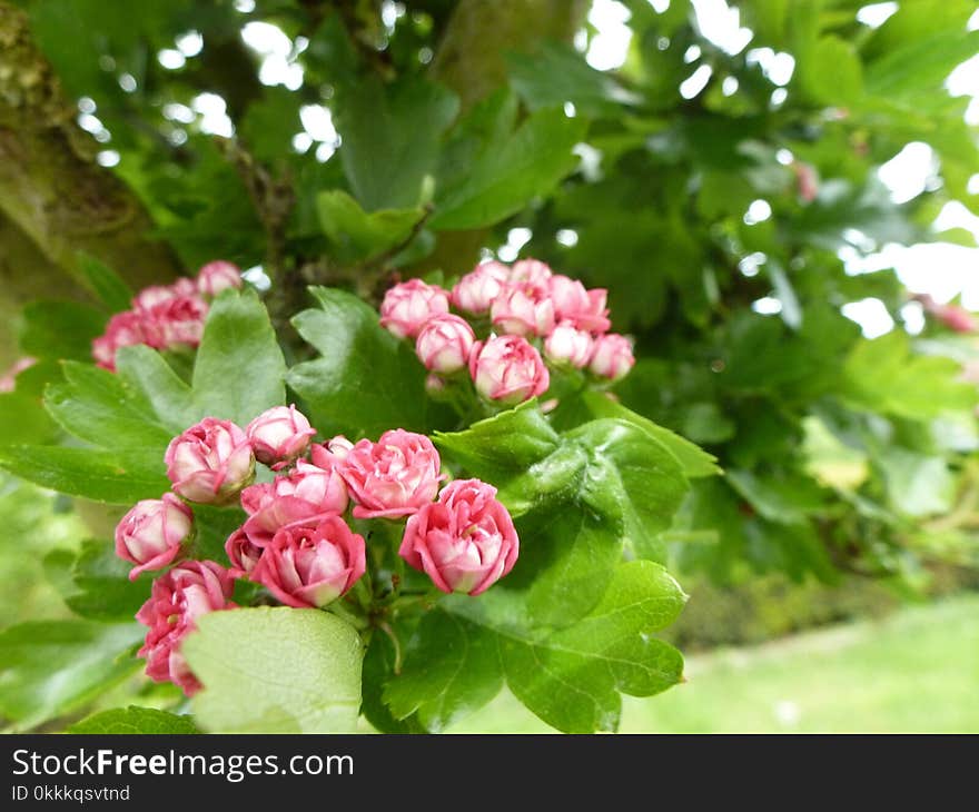 Flower, Plant, Hawthorn, Blossom