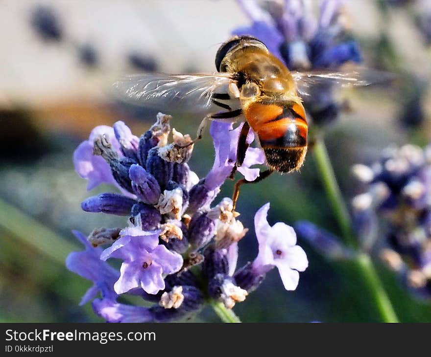 Honey Bee, Bee, Insect, Nectar