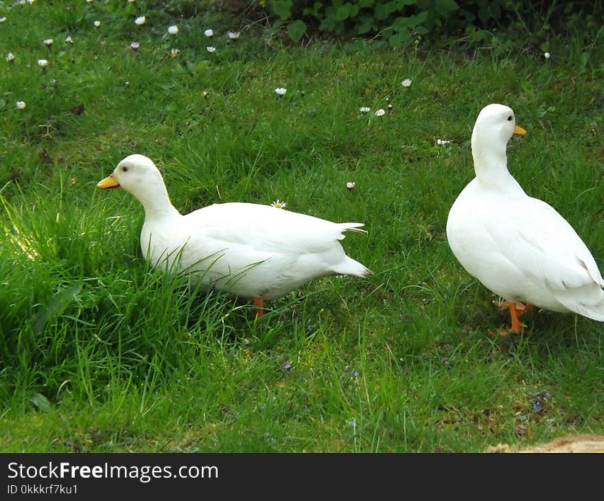 Bird, Water Bird, Duck, Ducks Geese And Swans