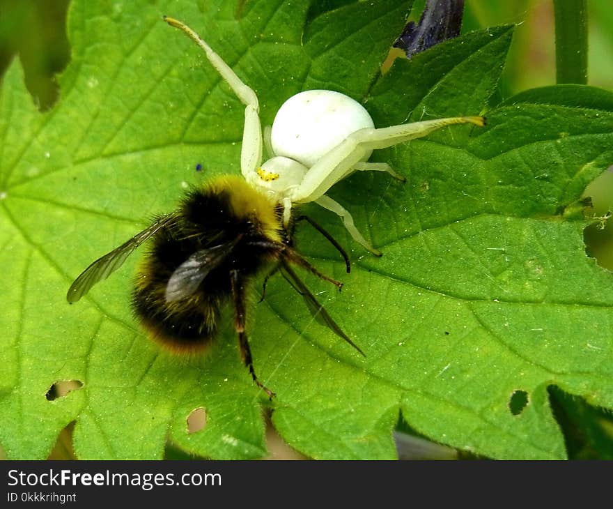 Insect, Bee, Bumblebee, Membrane Winged Insect