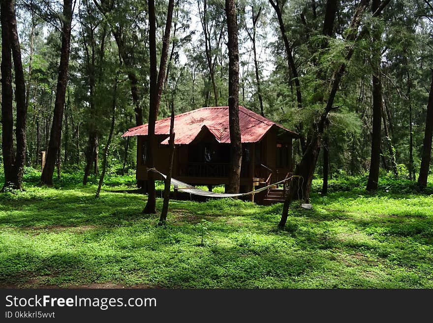 Nature Reserve, Forest, Tree, Hut