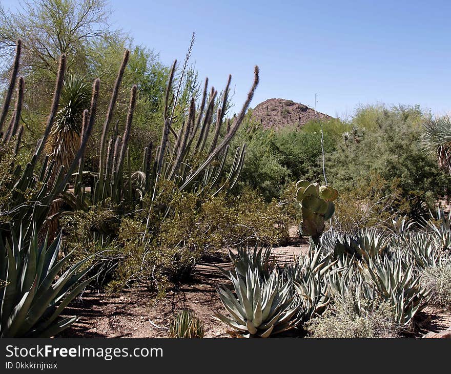 Plant, Vegetation, Ecosystem, Shrubland