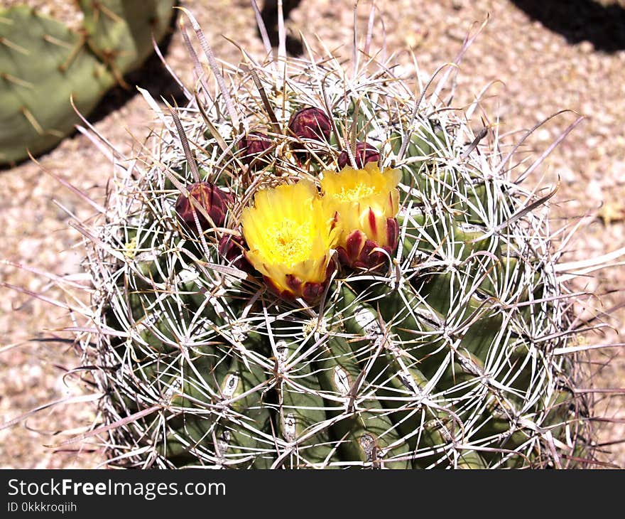 Plant, Cactus, Flowering Plant, Thorns Spines And Prickles