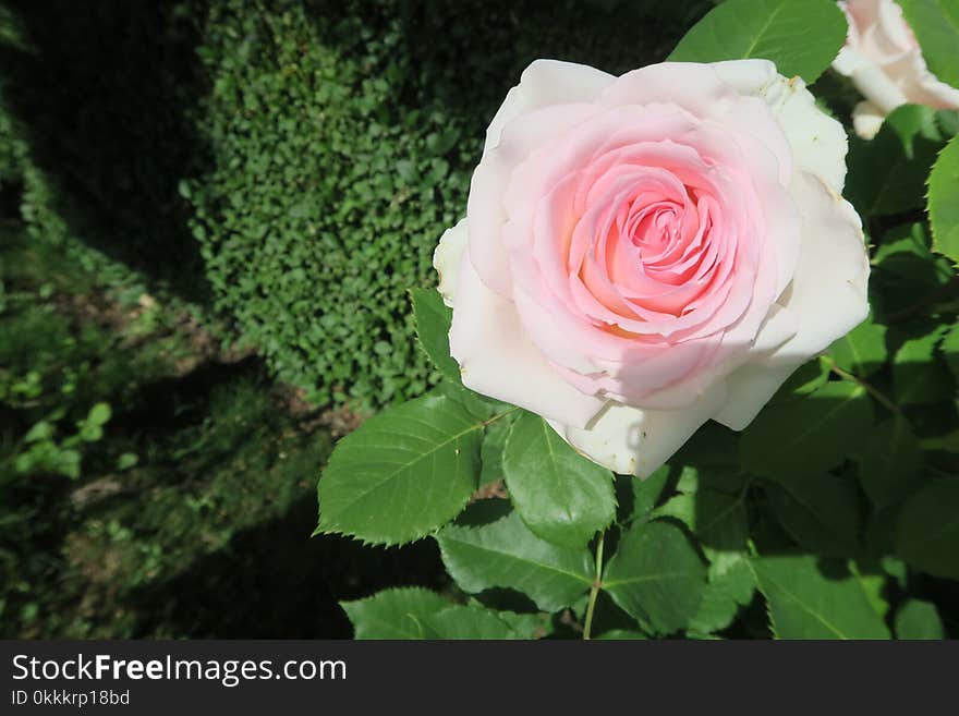 Rose, Flower, Rose Family, Garden Roses