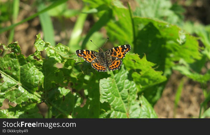 Butterfly, Moths And Butterflies, Insect, Brush Footed Butterfly