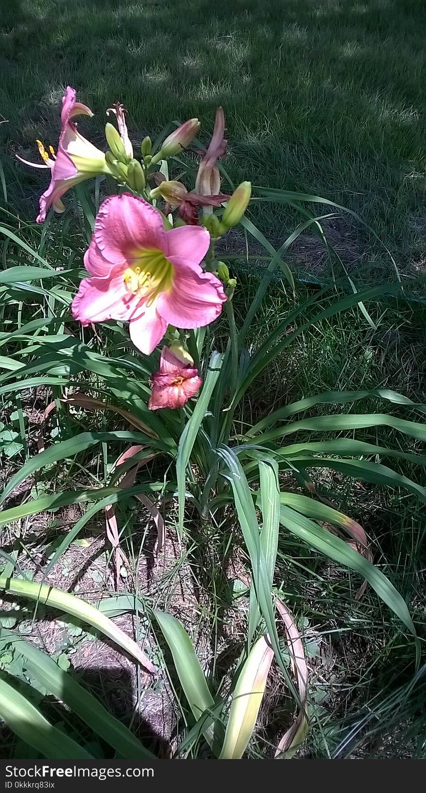 Plant, Daylily, Flower, Flora