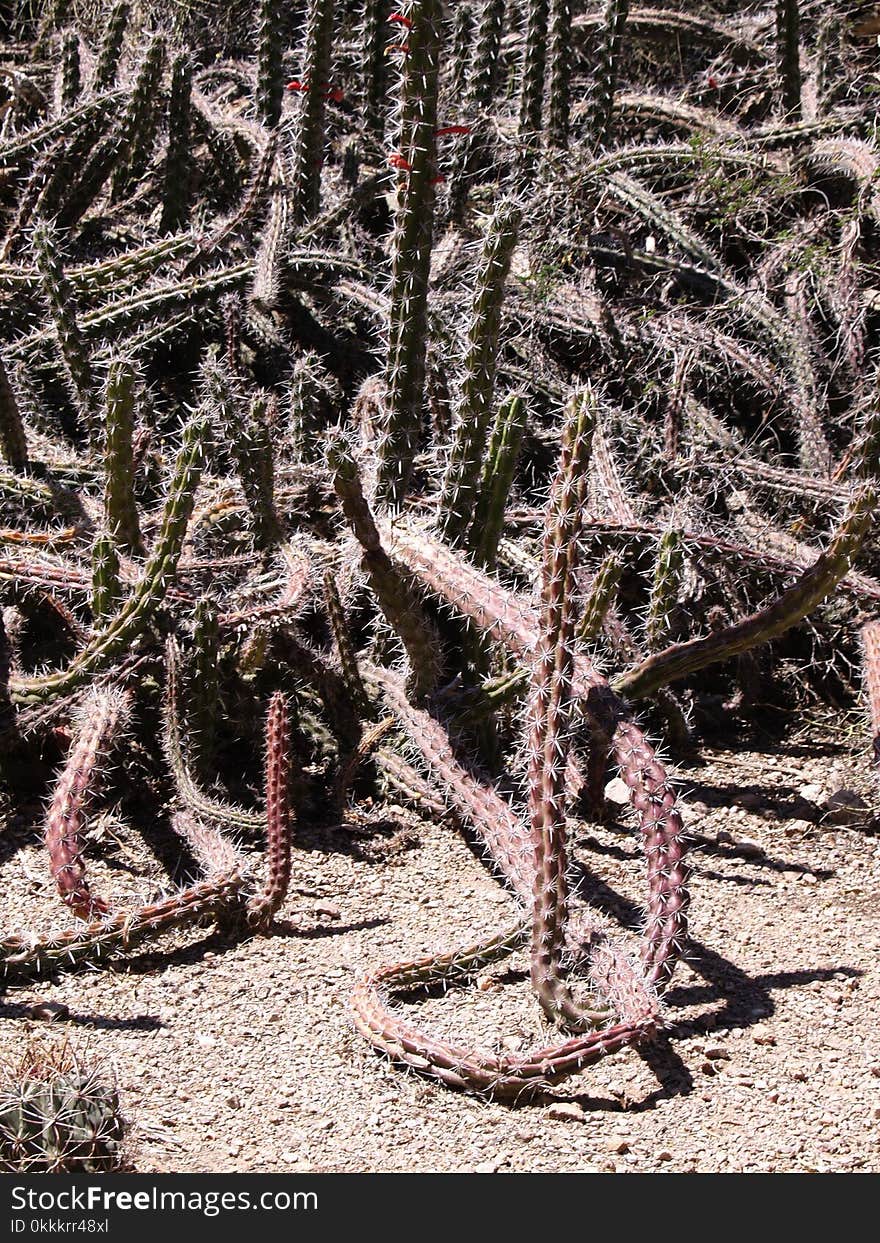 Plant, Cactus, Tree, Flora