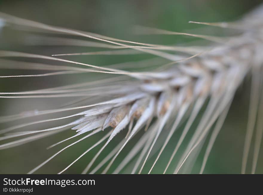 Close Up, Grass Family, Grass, Macro Photography