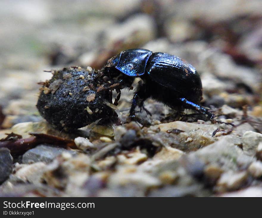 Insect, Dung Beetle, Beetle, Invertebrate