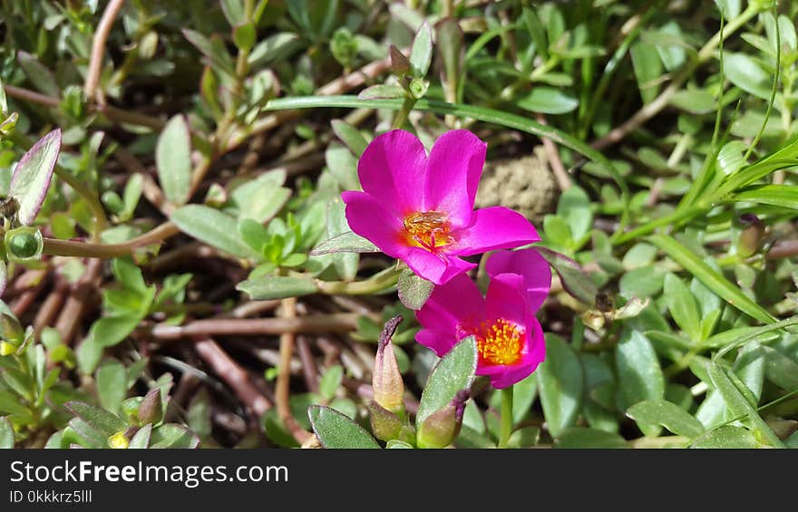 Plant, Flora, Flower, Flowering Plant