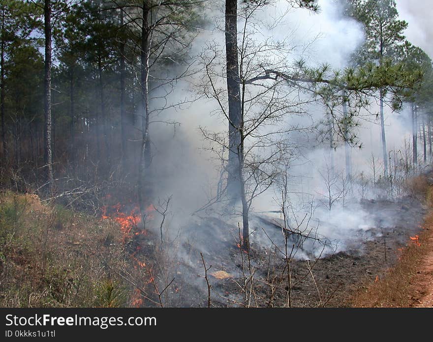 Tree, Forest, Wildfire, Smoke