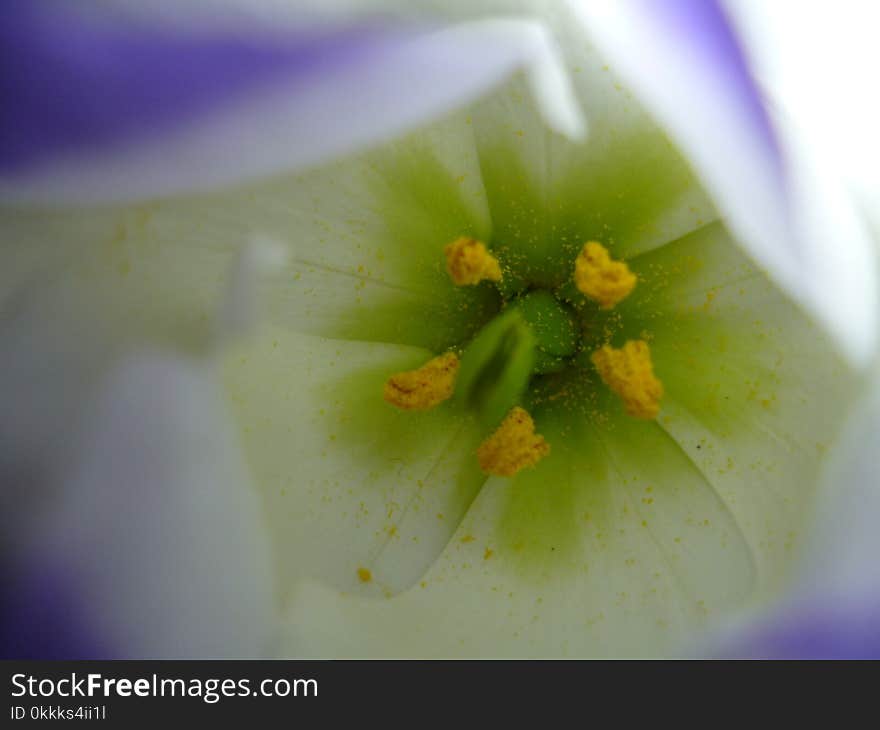 Yellow, Flower, Flora, Macro Photography