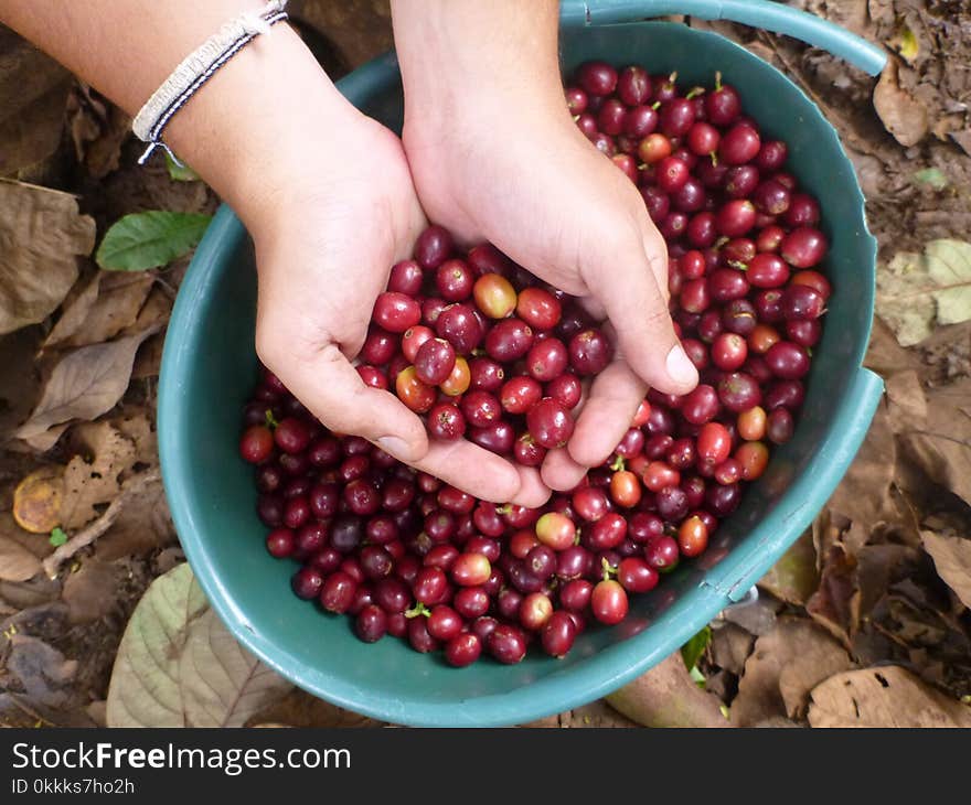 Natural Foods, Fruit, Local Food, Produce