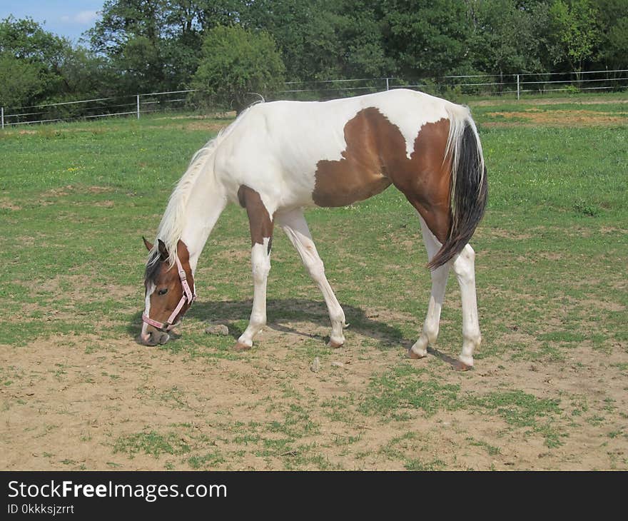 Horse, Pasture, Mare, Horse Like Mammal