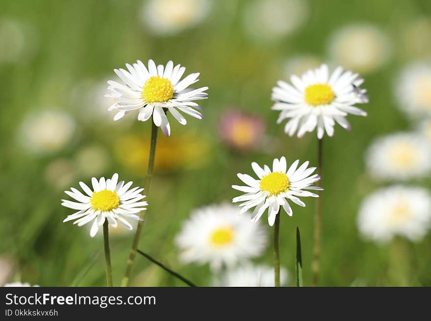 Flower, Chamaemelum Nobile, Daisy Family, Daisy