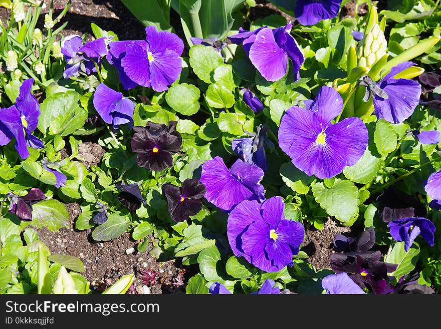 Flower, Plant, Purple, Flowering Plant