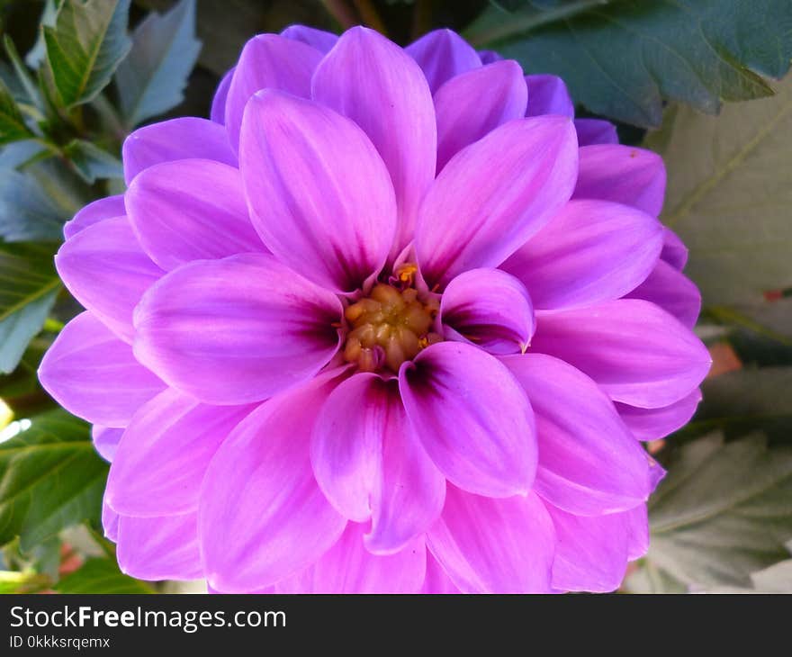 Flower, Purple, Plant, Flora