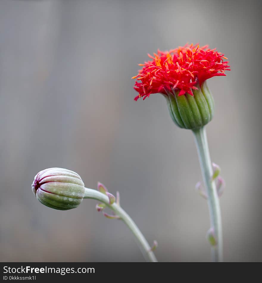 Flower, Flora, Plant, Close Up