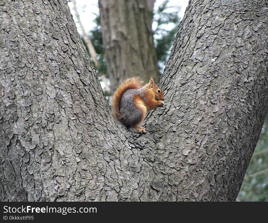 Squirrel, Fauna, Mammal, Tree