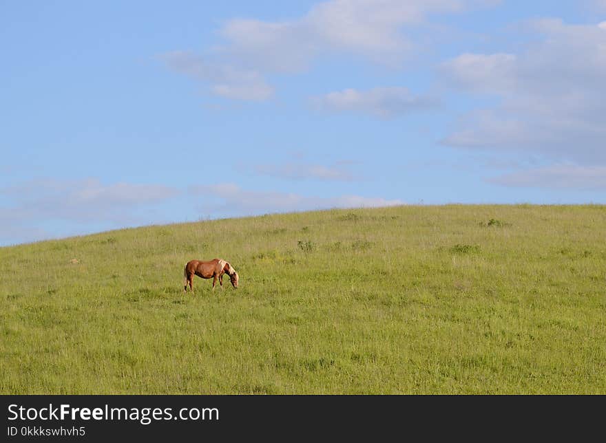 Grassland, Pasture, Prairie, Ecosystem