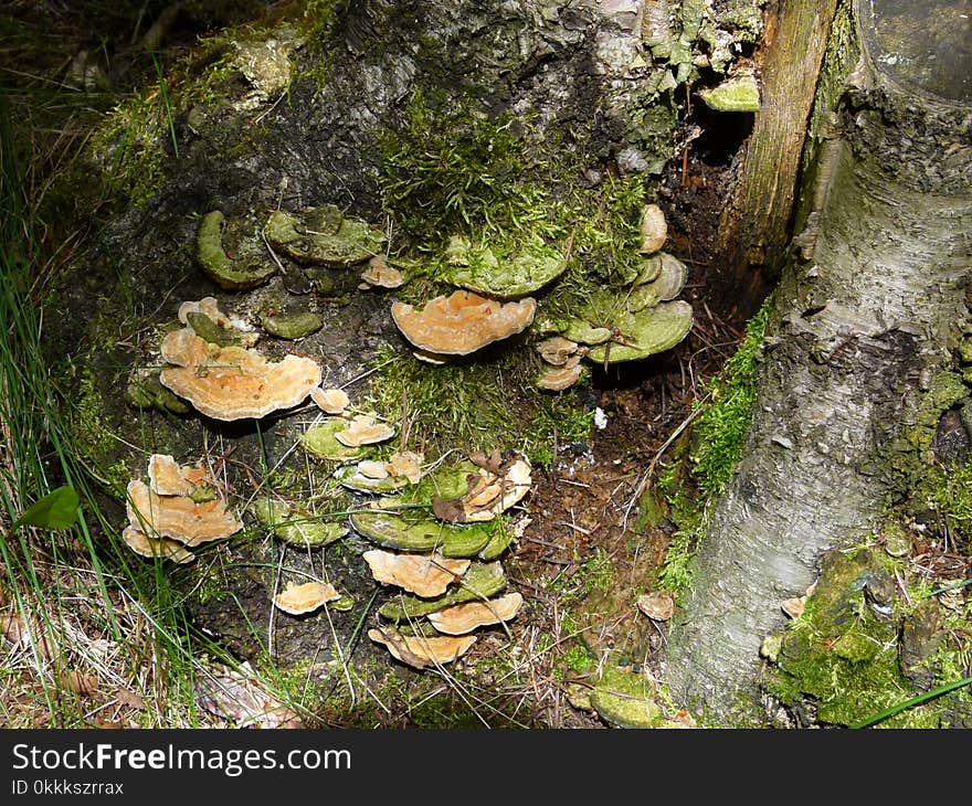 Fungus, Vegetation, Medicinal Mushroom, Oyster Mushroom