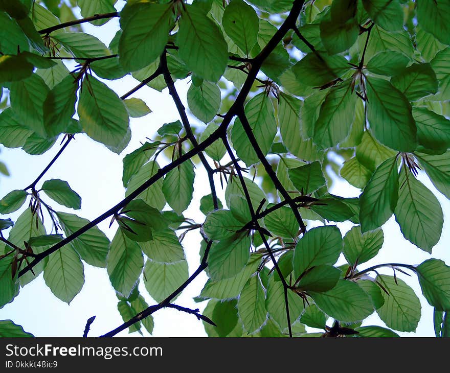 Leaf, Plant, Tree, Branch