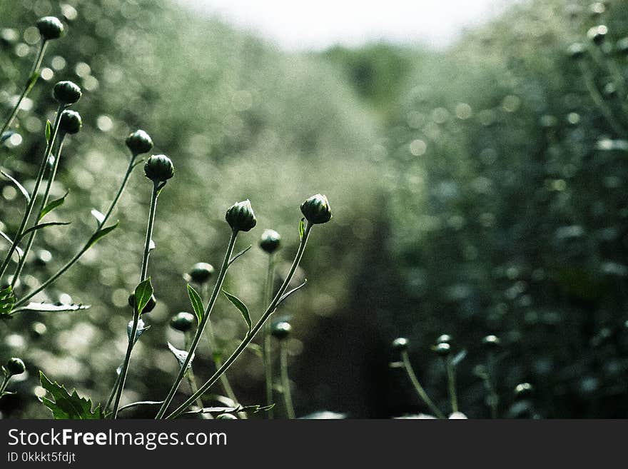 Green, Plant, Vegetation, Flora