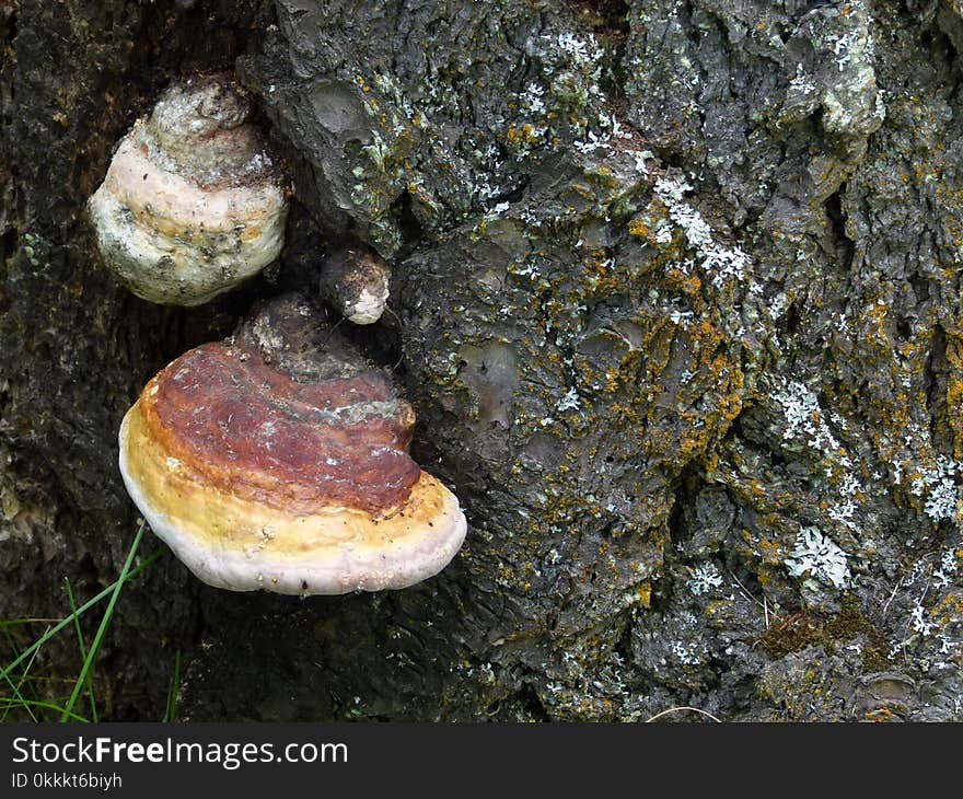 Fungus, Medicinal Mushroom, Rock, Hymenochaetales