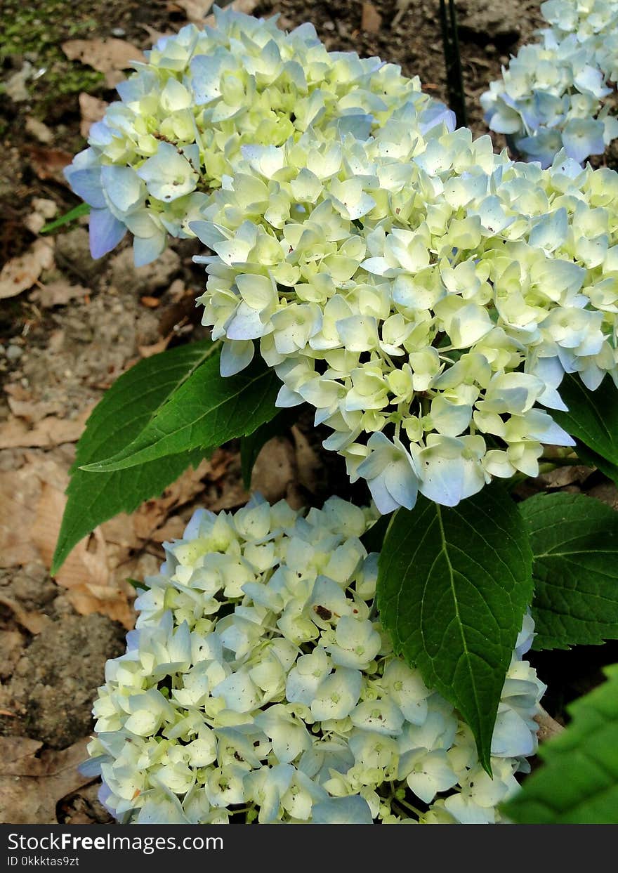 Plant, Flower, Flowering Plant, Hydrangea