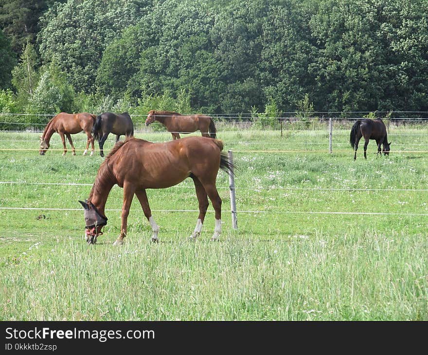 Pasture, Grassland, Ecosystem, Horse