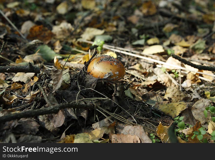 Fungus, Mushroom, Edible Mushroom, Agaricomycetes