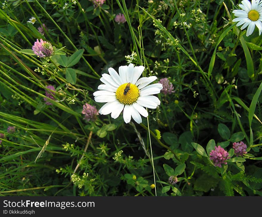 Flower, Plant, Flora, Garden Cosmos