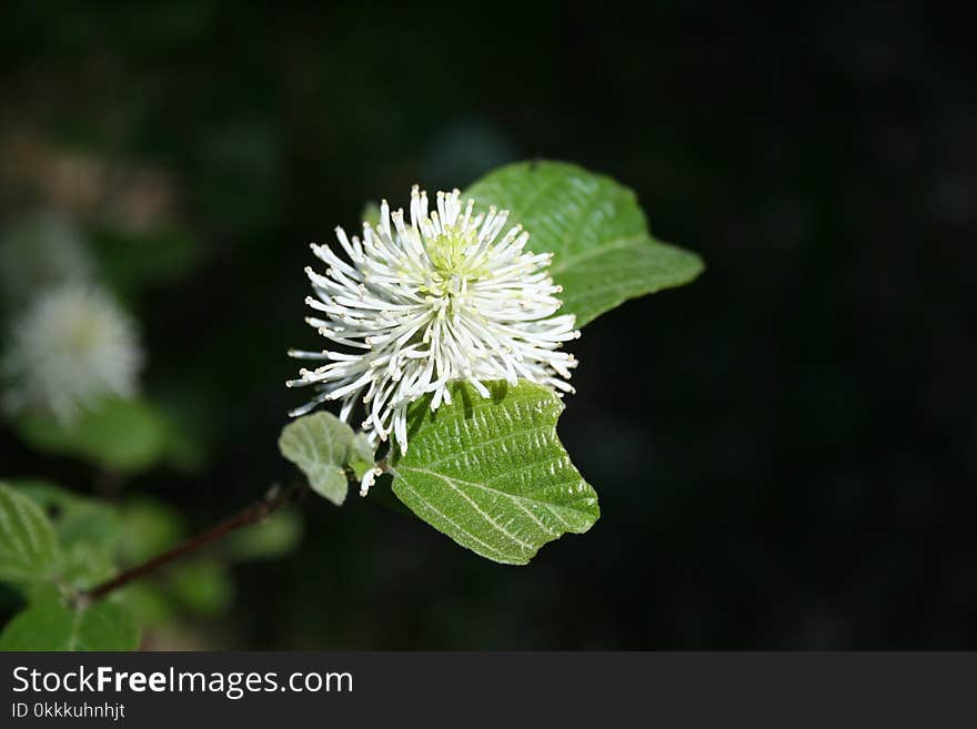 Leaf, Flora, Flower, Plant